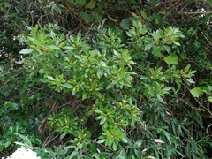 Allophylus decipiens