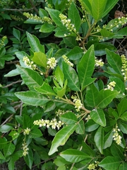 Allophylus decipiens