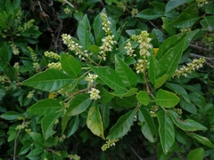 Allophylus decipiens