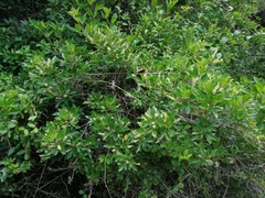 Allophylus decipiens