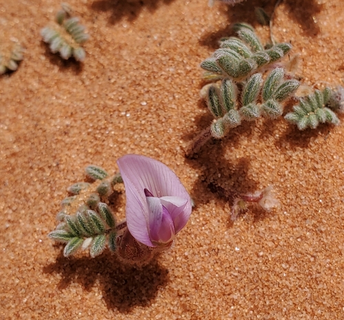 Image of Astragalus striatiflorus by (c) Laura Gaudette, some rights reserved (CC BY)