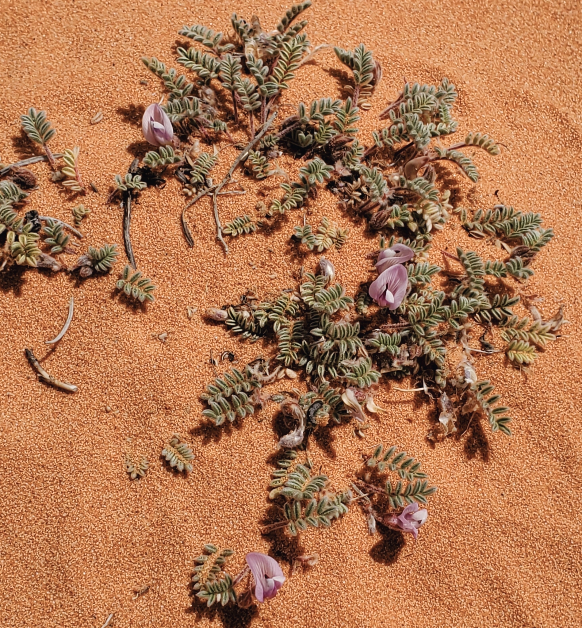 Astragalus striatiflorus