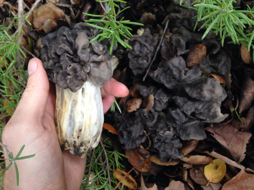 Oak-loving Elfin Saddle