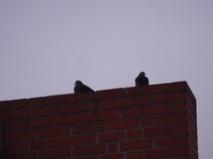 Columba livia domestica