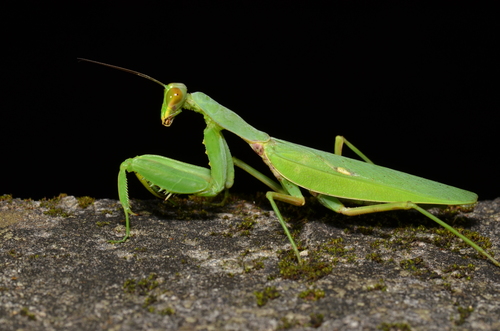 Giant Asian Mantis