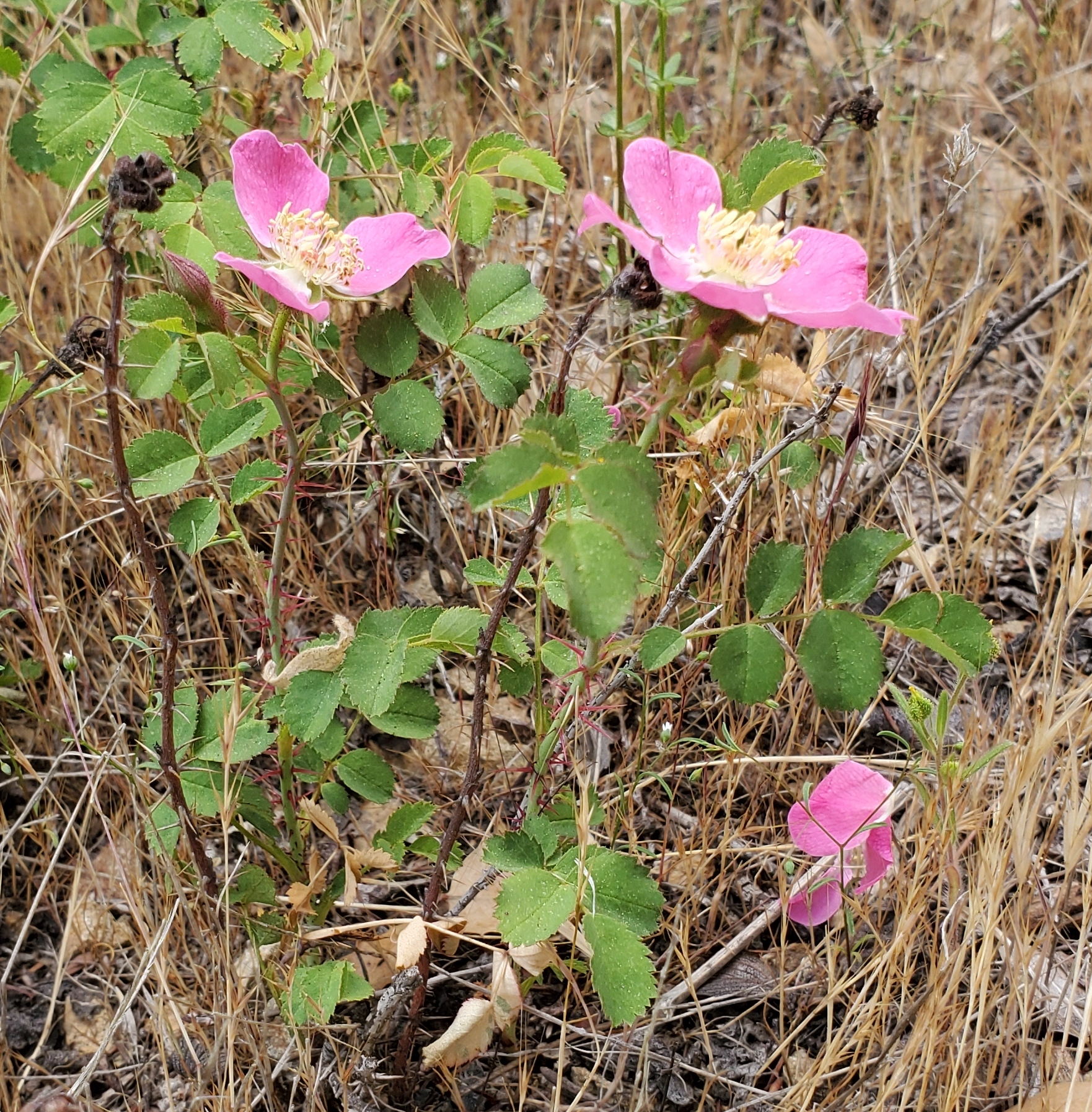 Rosa spithamea