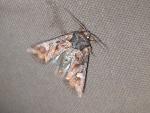 Lacinipolia lepidula photo 3