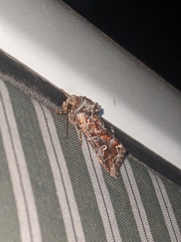 Lacinipolia lepidula photo 5