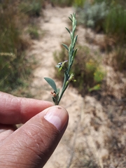 Psoralea alata