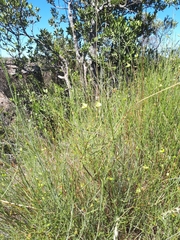 Psoralea glaucescens
