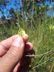 Psoralea glaucescens