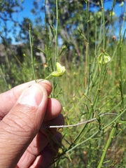 Psoralea glaucescens
