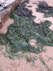 Zostera capricorni