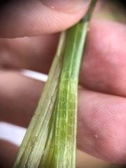 Zostera capricorni