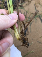 Zostera capricorni