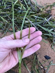 Zostera capricorni
