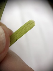 Zostera capricorni
