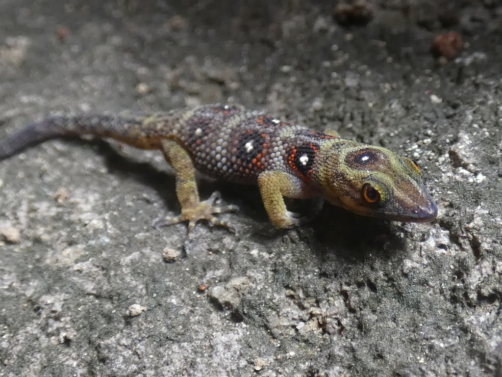 Grenadines Clawed Gecko