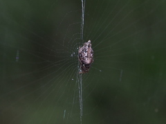 Cyclosa confusa