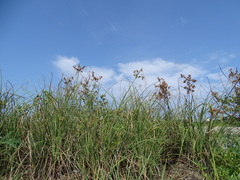 Cyperus javanicus