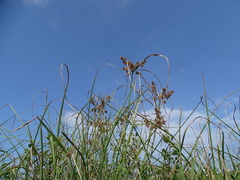 Cyperus javanicus