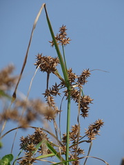 Cyperus javanicus