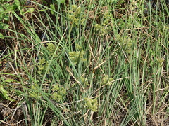 Cyperus javanicus