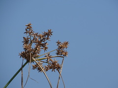 Cyperus javanicus