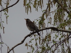 Turdus pilaris