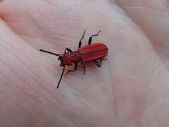 Cucujus cinnaberinus