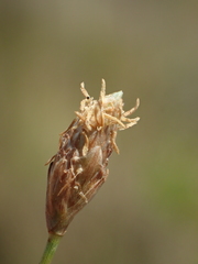 Fimbristylis polytrichoides