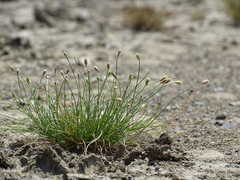 Fimbristylis polytrichoides