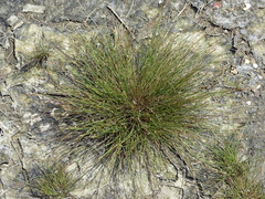 Fimbristylis polytrichoides