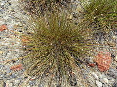 Fimbristylis polytrichoides