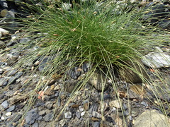 Fimbristylis polytrichoides