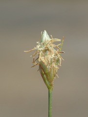 Fimbristylis polytrichoides