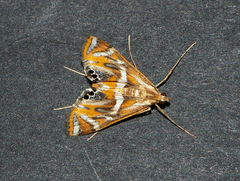 Margarosticha euprepialis