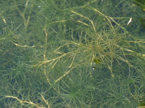 Najas browniana