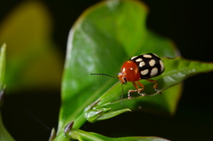 Cryptocephalus luteosignatus