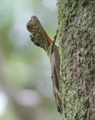Mindanao Flying Lizard photo 1