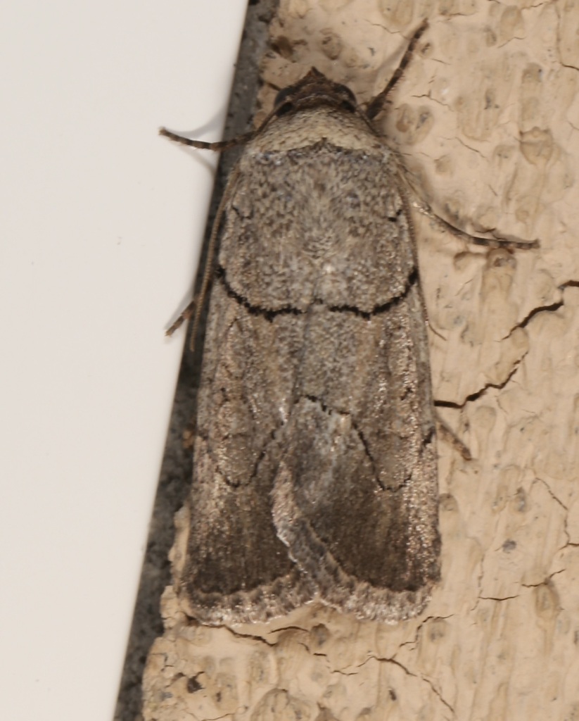 Sympistis bakeri