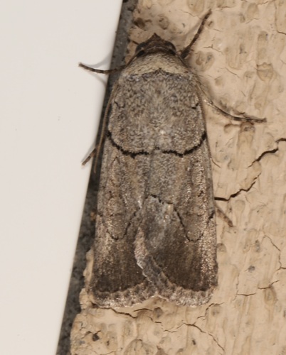 Sympistis bakeri