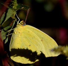 Phoebis agarithe fisheri