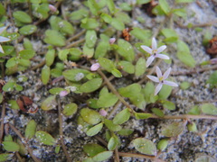Lobelia fatiscens