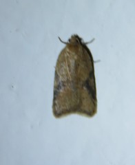 Acleris affinatana