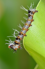 Mimeusemia vilemani