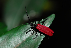 Lycocerus
