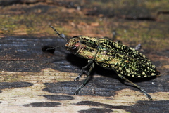 Nipponobuprestis