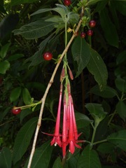 Fuchsia boliviana luxurians