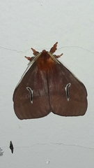Cerodirphia apunctata